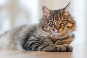 Home Treatment for Cat Hair Loss