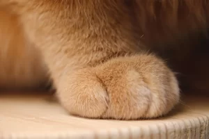 cat swollen paw home remedy